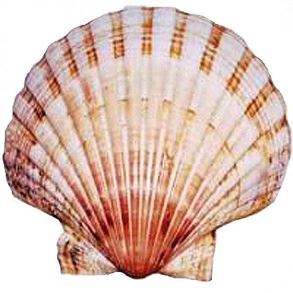 All 99+ Images why is the scallop shell the symbol of st james Updated