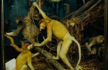 Proboscis monkey